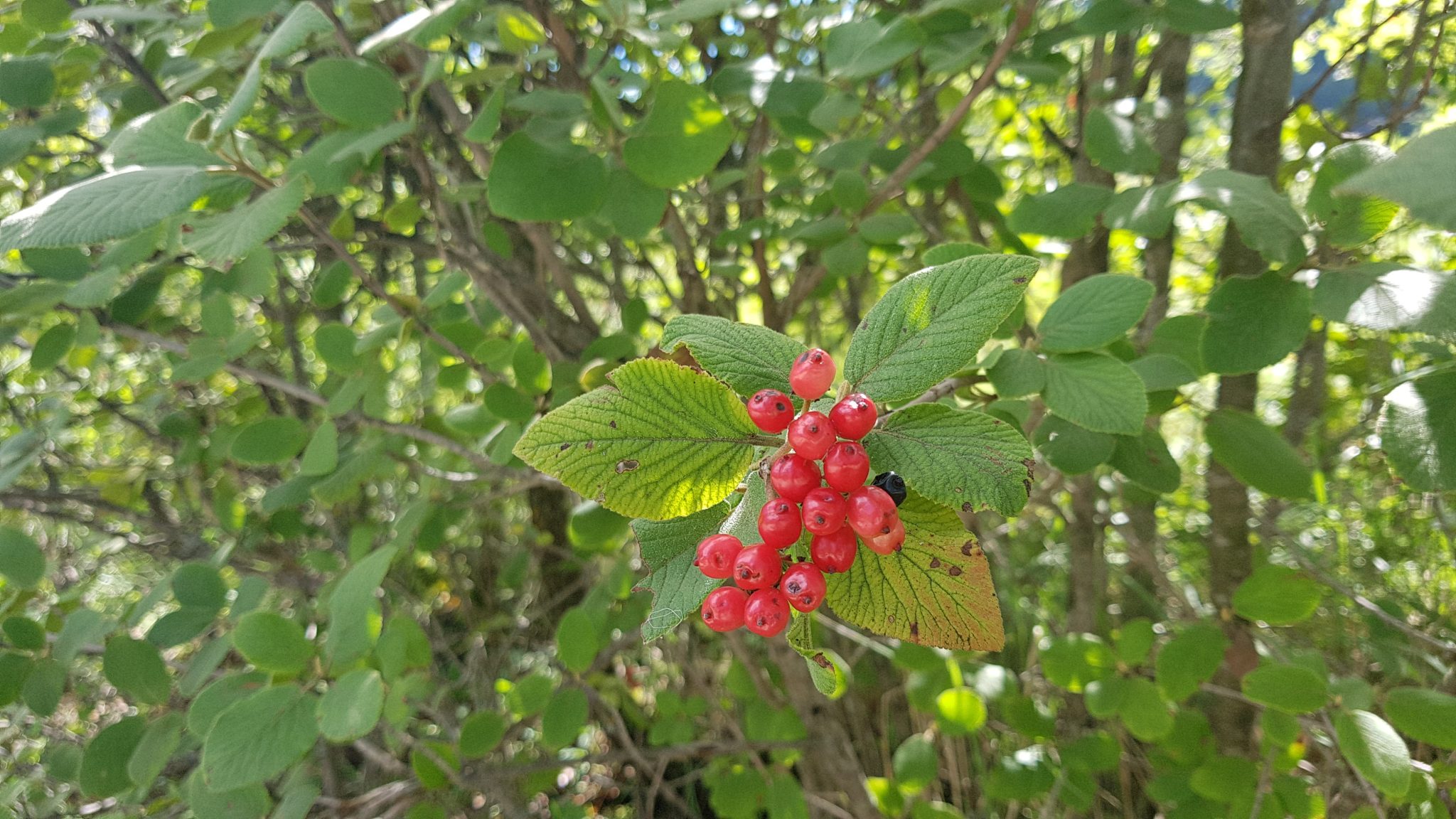 Fruits rouges dans les buissons Au Coeur des 3 Mondes